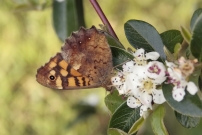 Le Tircis (Lpidoptre - Nymphalidae - Pararge aegeria)